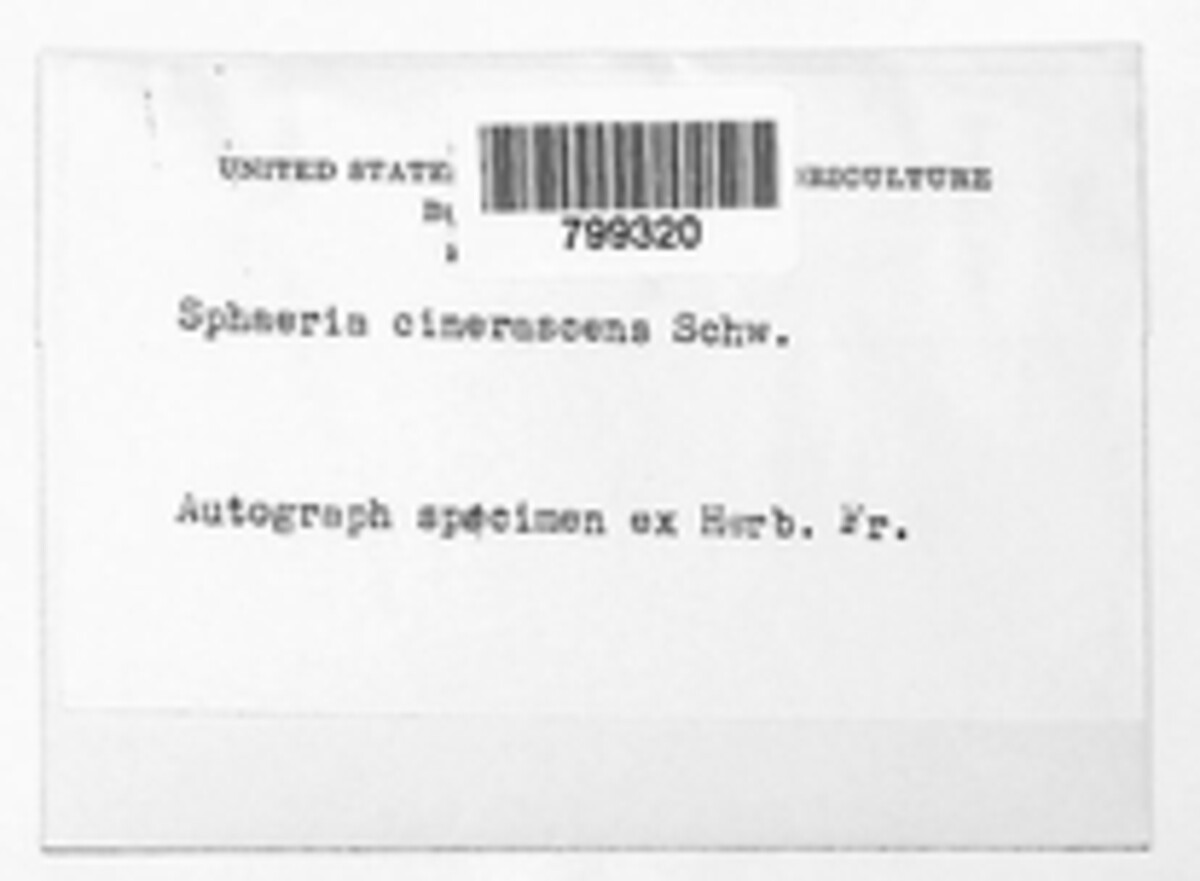 Venturia inaequalis image